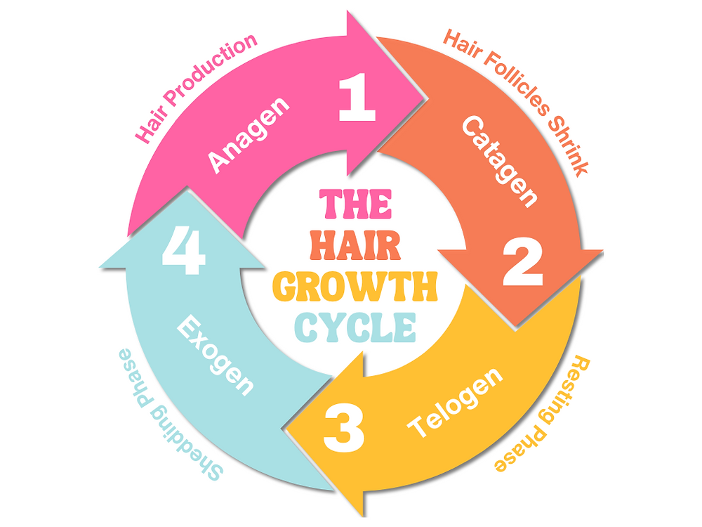 The Science of Hair Growth: Phases, Ingredients, and Lifestyle