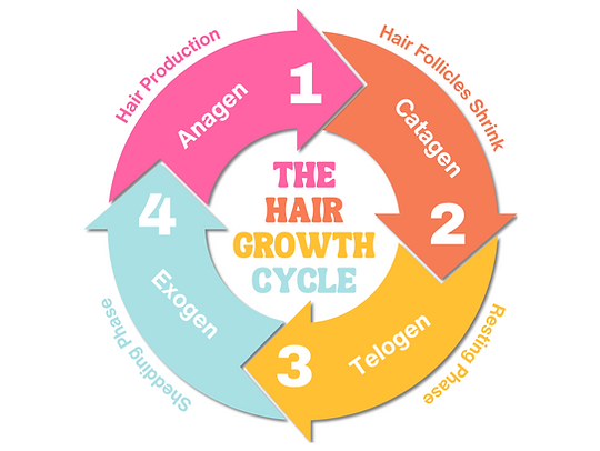 The Science of Hair Growth: Phases, Ingredients, and Lifestyle