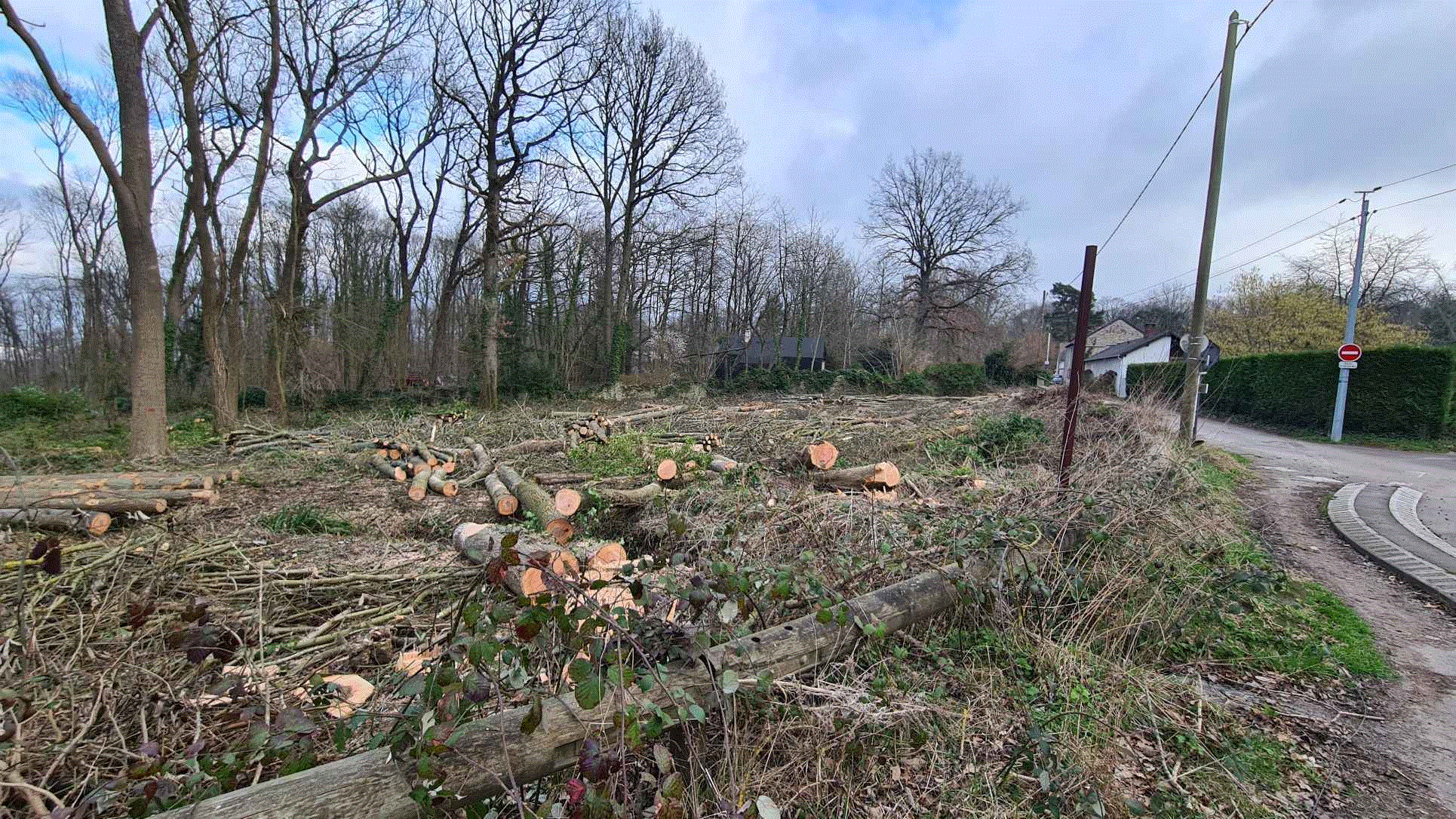 Massif de l’Hautil : la forêt départementale très fortement exploitée !