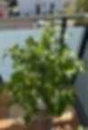 IMG_4093_edited.png