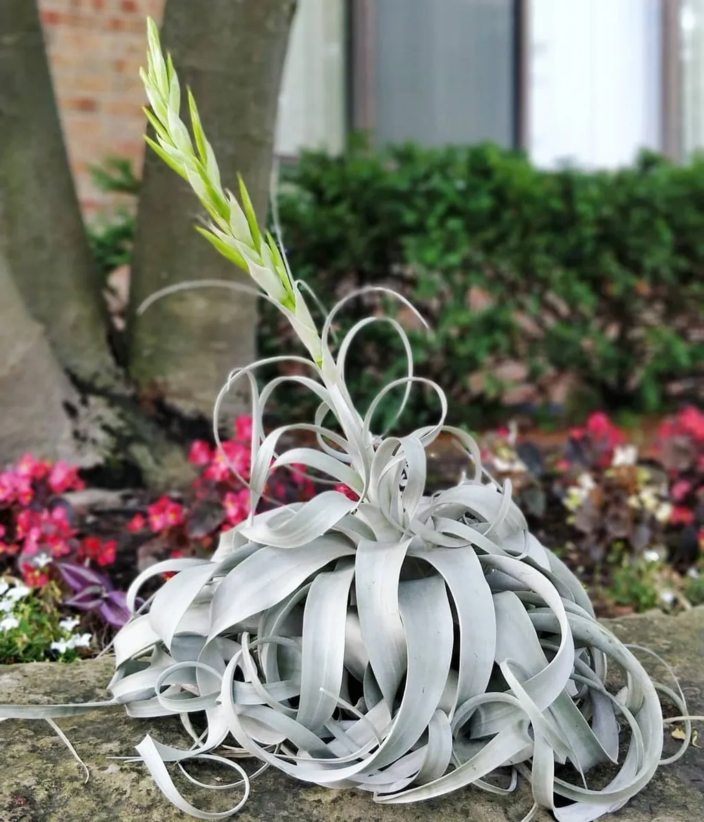 Tillandsia