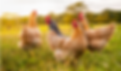 hens grit.png