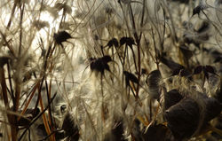 DSC03179klein_edited