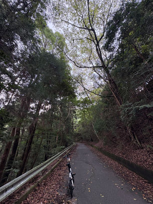 自転車 朝活(大城林道)