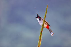 Returns of R-whiskered bulbul