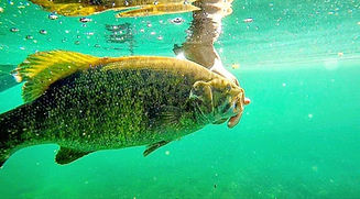 fish.jpeg