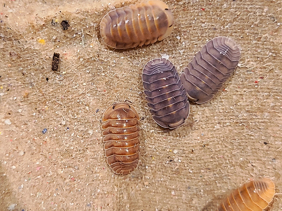 Thumbnail: Cubaris sp. "Copper"