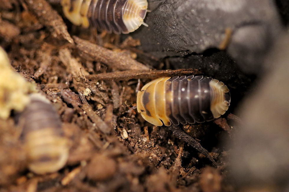 Thumbnail: Cubaris sp. Emperor Bee