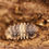Thumbnail: Isopoda sp. Thailand Spikey