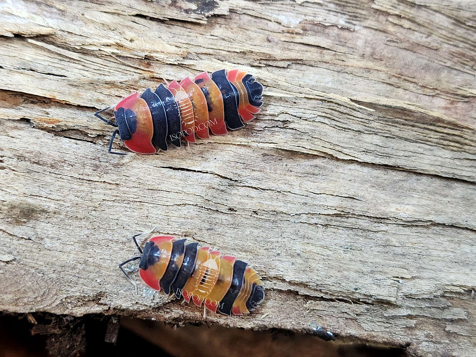Thumbnail: Merulanella sp. IDC Tricolor 2.0