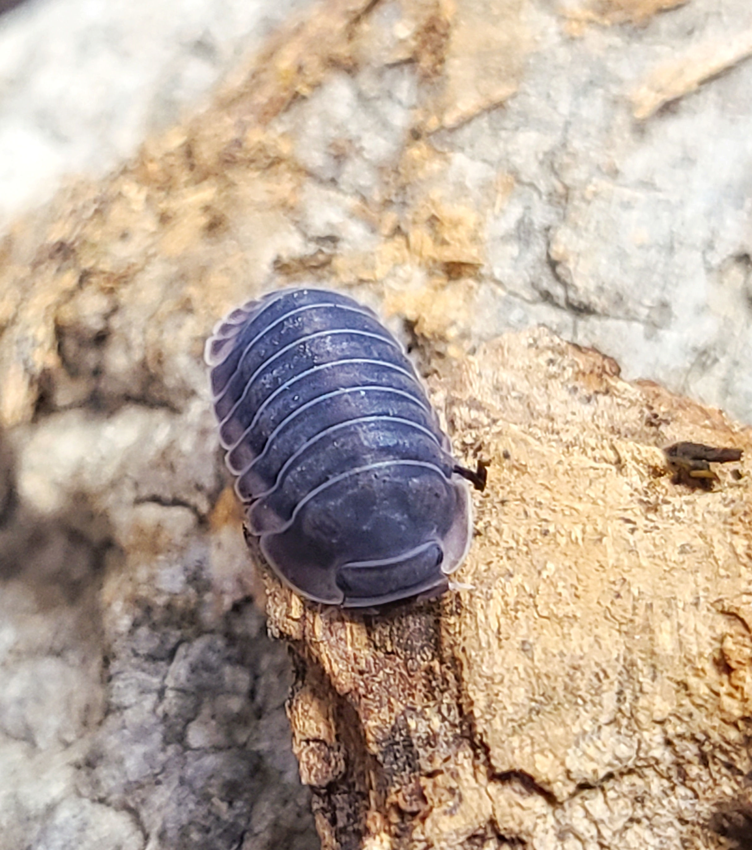 Cubaris sp. Happy Nun 