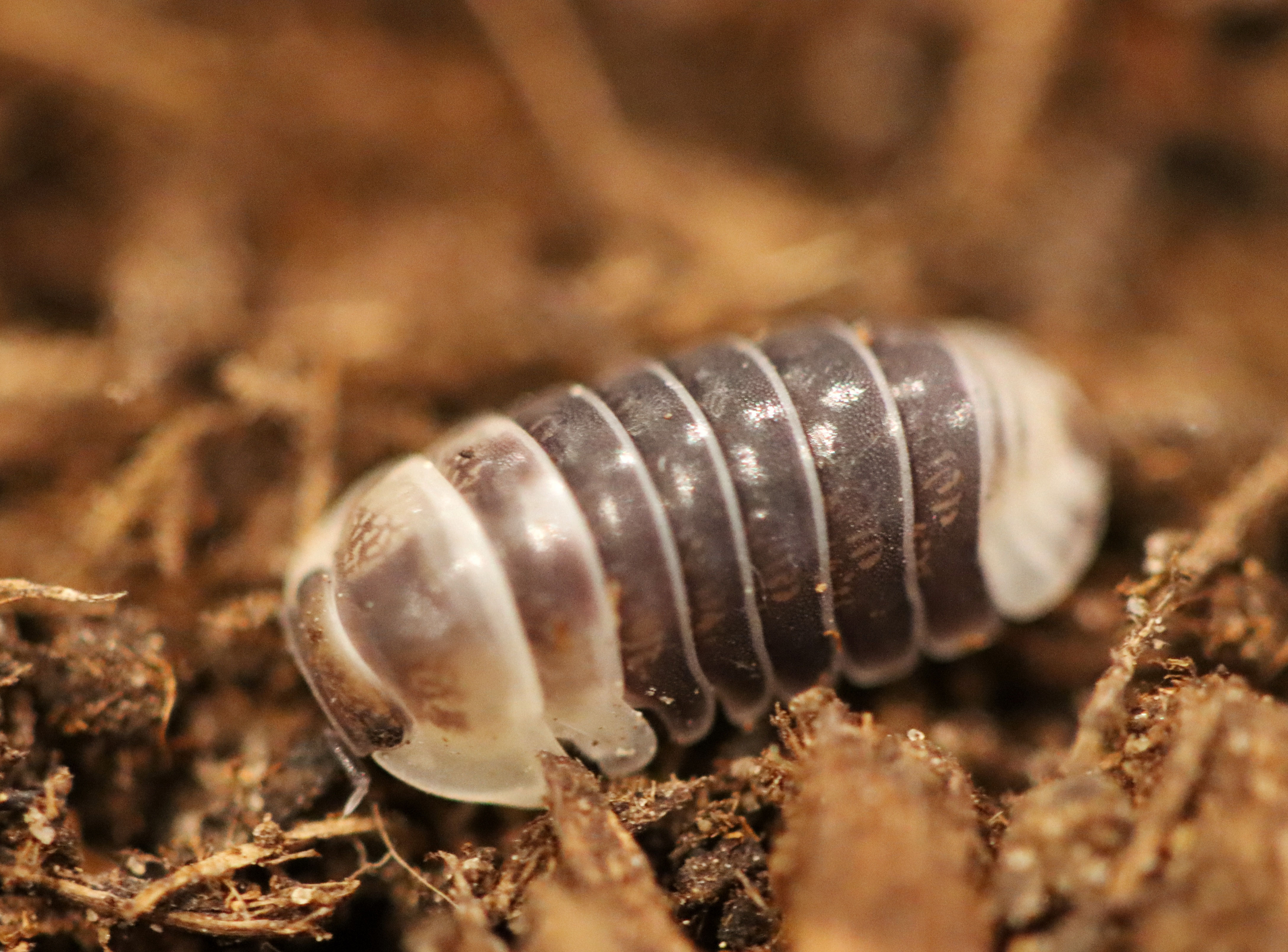 Venenzillo sp. "Castle Black"