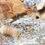 Thumbnail: Cubaris sp. Snow Bee 
