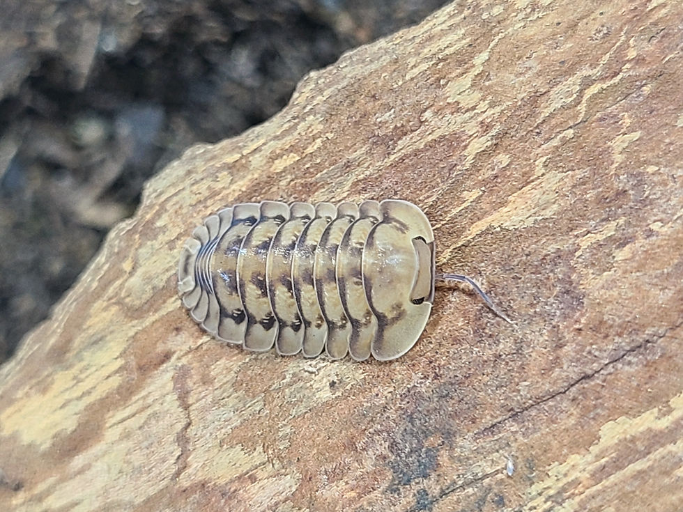 RadsadaTiger 