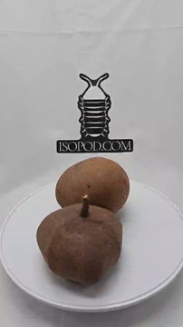 Thumbnail: Queen pod