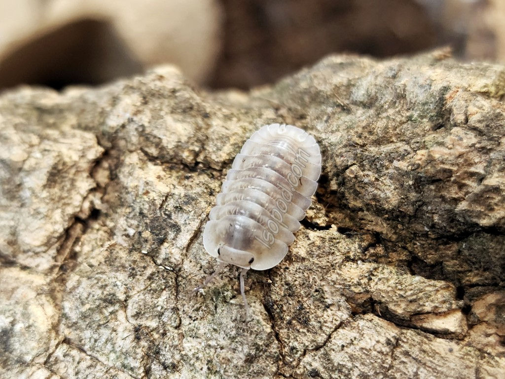 Cubaris sp. Saffron Serpent