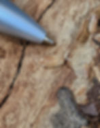 Thumbnail: Wholesale- Isopoda sp. tarragona