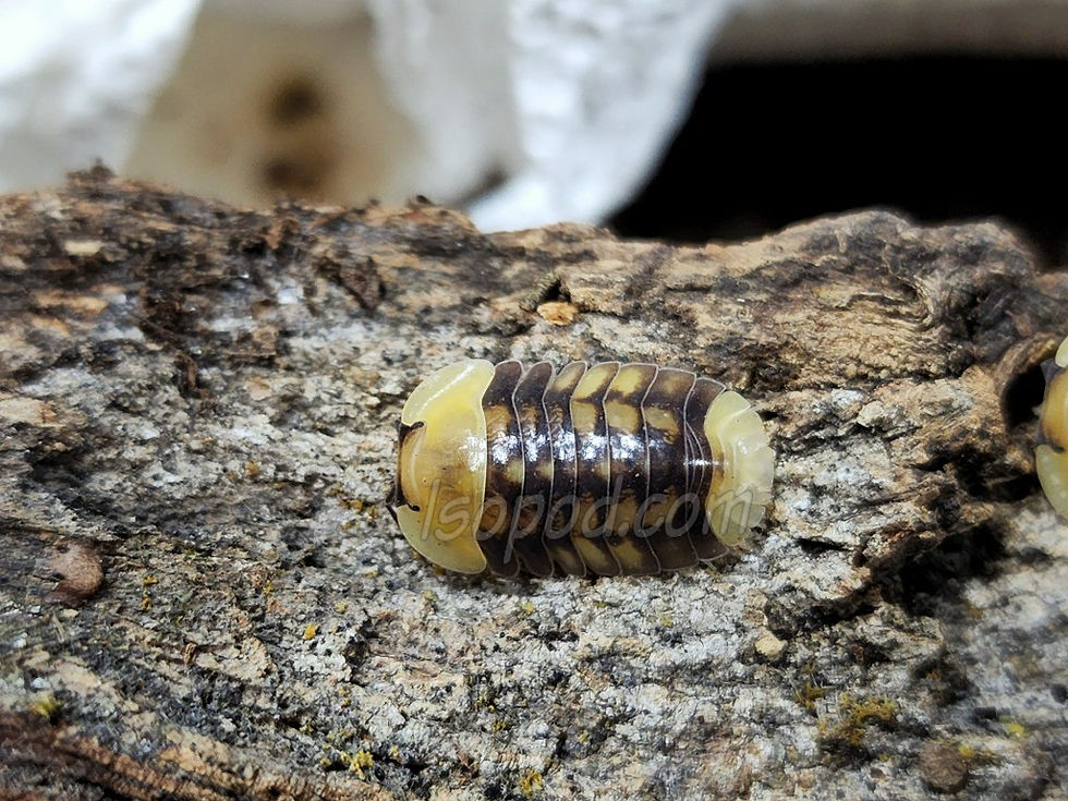 Thumbnail: Cubaris sp. Cave Ducky