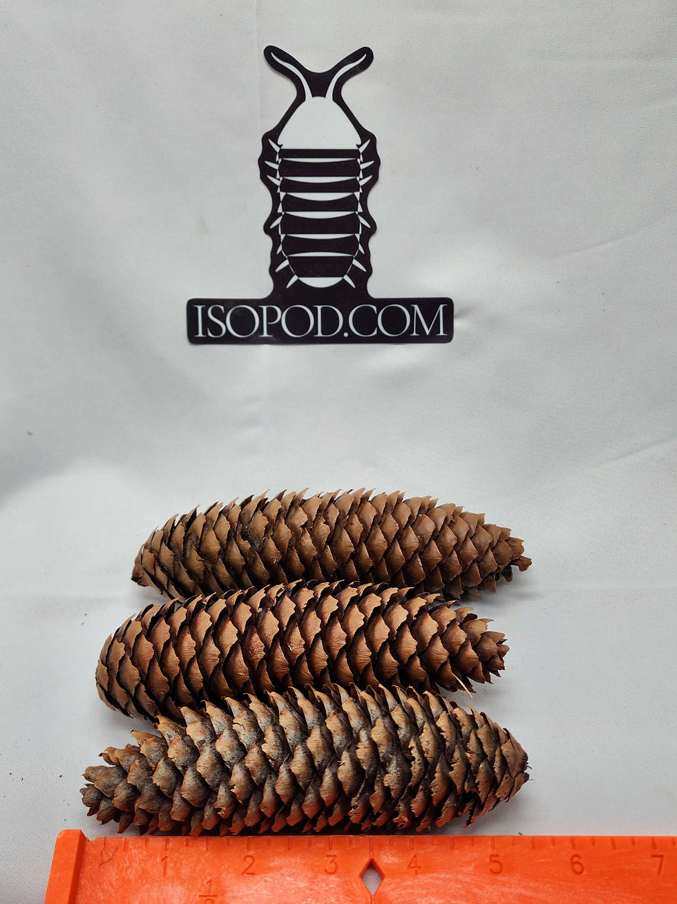 Thumbnail: Spruce cone - Norway