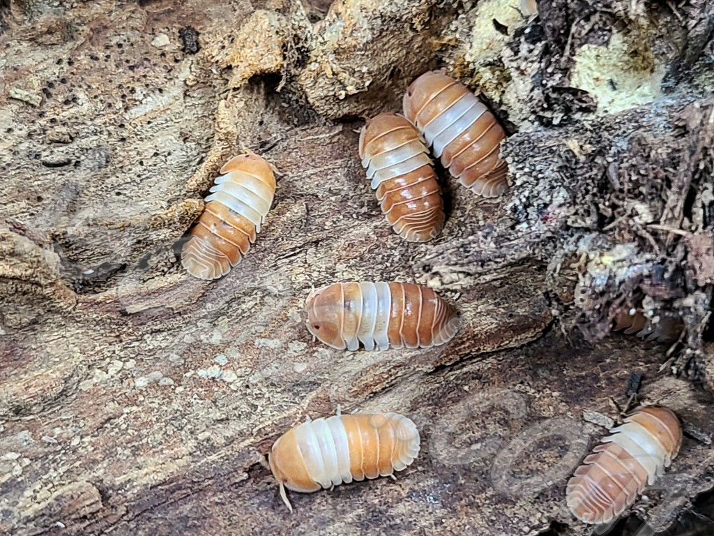 Cubaris sp. Red Panda