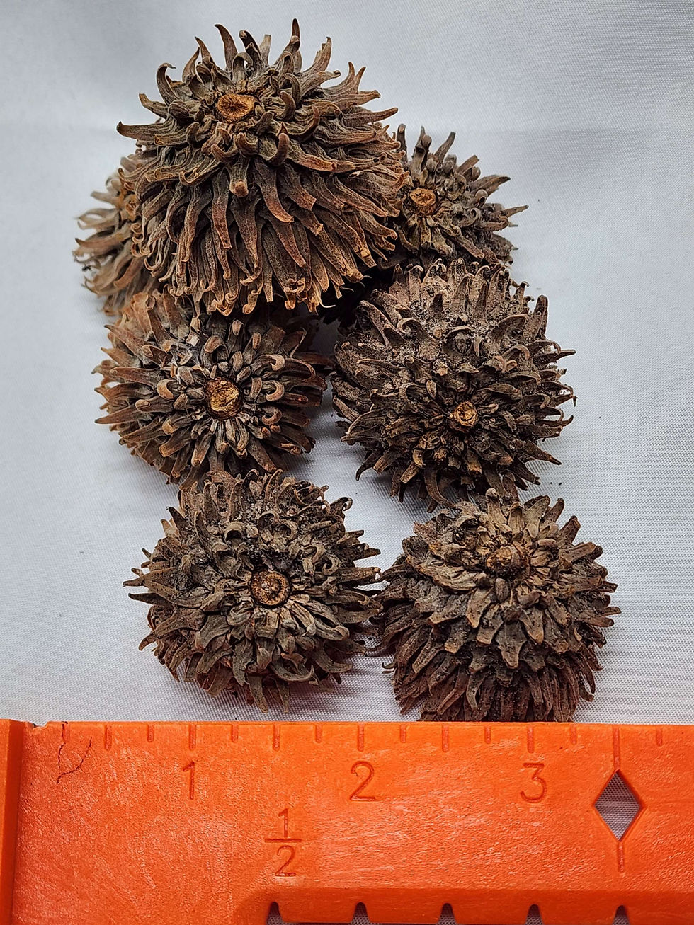 Thumbnail: Extra Large Acorn cap