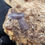 Thumbnail: Cubaris sp. Purple Giant mini