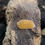 Thumbnail: Cubaris sp. Golden Ducky