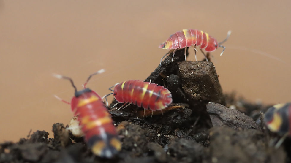 Thumbnail: Merulanella sp. Scarlett