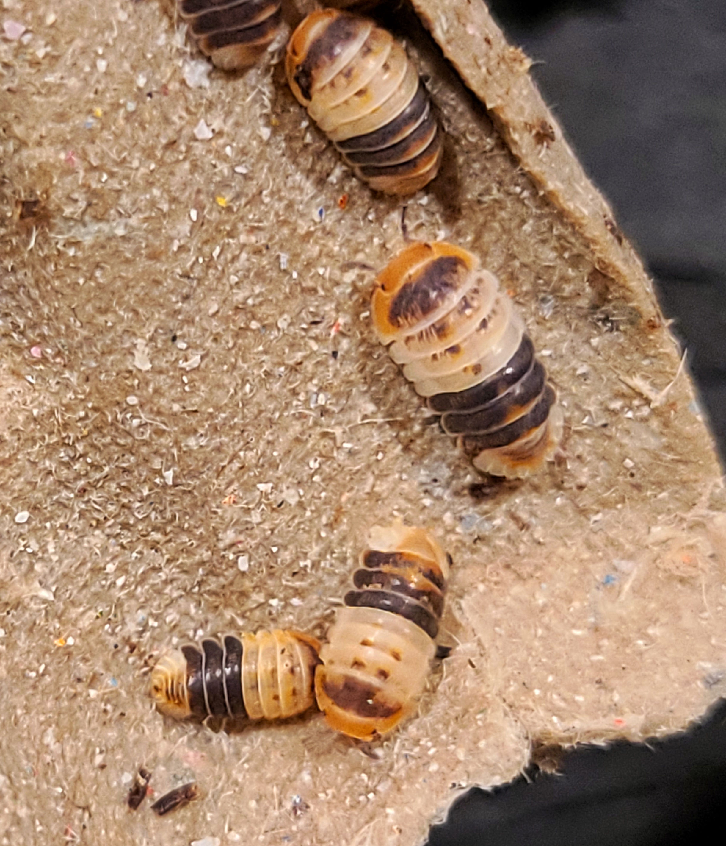 Cubaris sp. "White Shark"