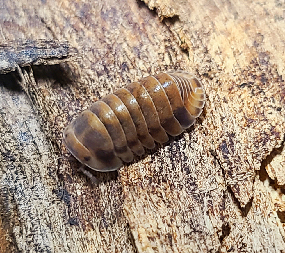 Thumbnail: Cubaris sp. Red Pak Chong