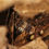 Thumbnail: Isopoda sp. Thailand Spikey