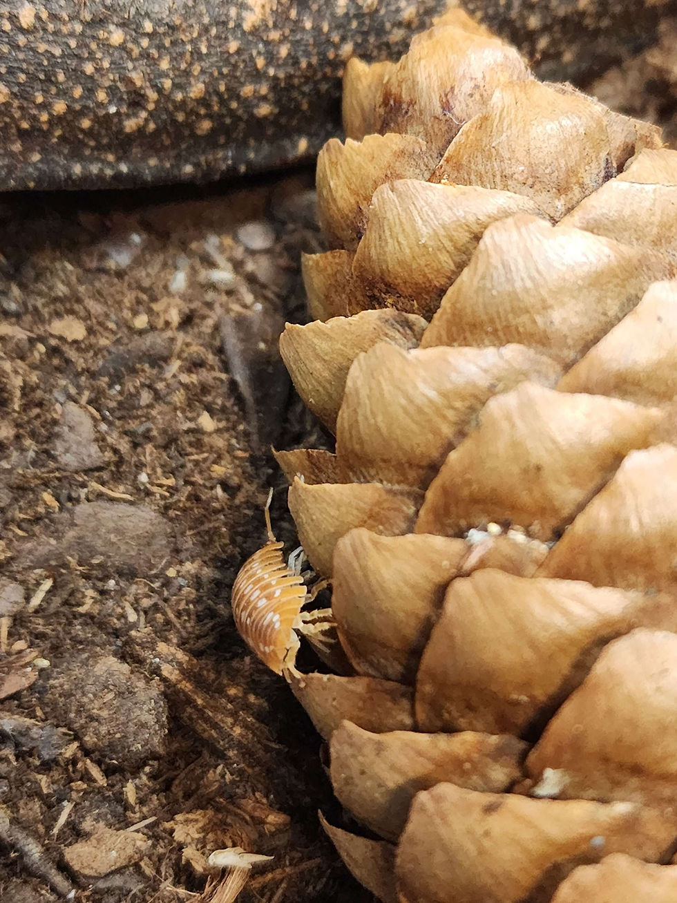 Thumbnail: Spruce cone - Norway