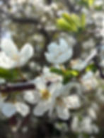 Spring blossoms on a fruit tree... a quiet reminder that growth unfolds in its own time, when the conditions are nurtured with care and patience.