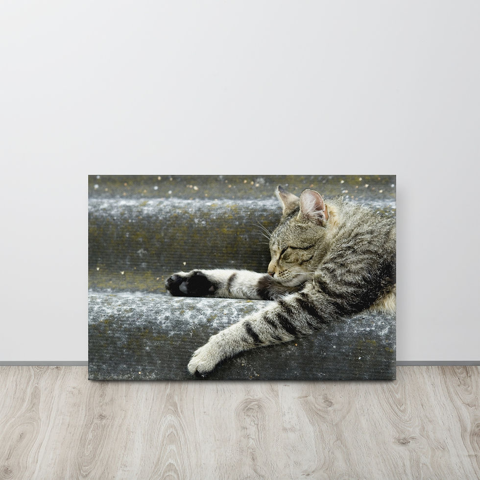 Catnap Thin Canvas