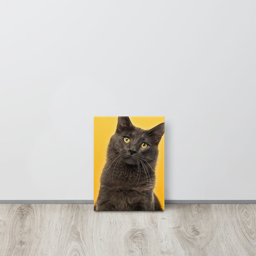 Feline Focus Thin Canvas