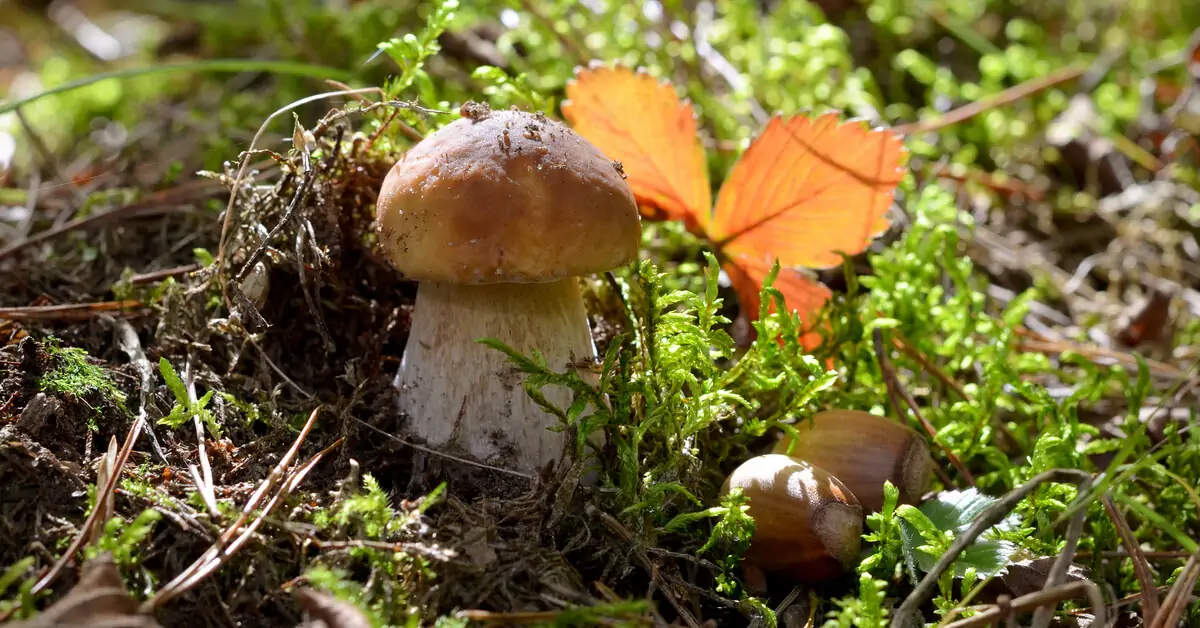 Sortie Champignons