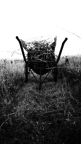 Photographie noir & blanc d'une brouette lors de la taille des vignes