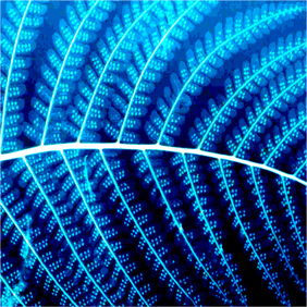 x-ray fern blu