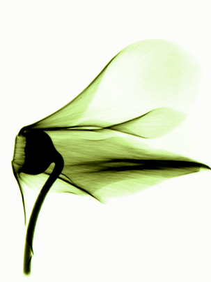 x-ray cyclamen