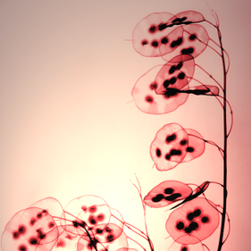 x-ray honesty red