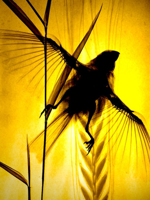 x-ray Finch Gold