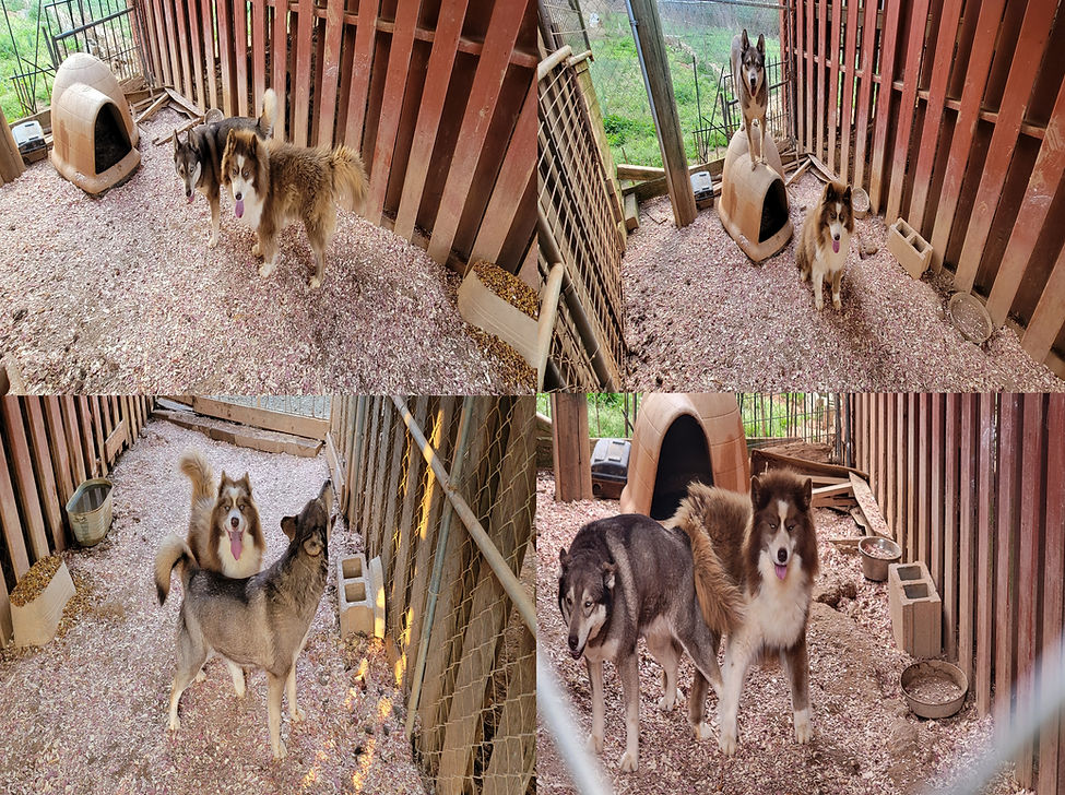 Dash_Coco_03152025.jpg