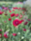 IMG_9750.JPEG