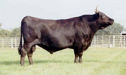 tajima fukutsuru 004