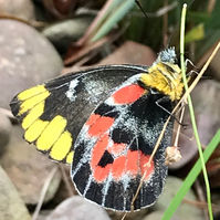 Imperial Jezebel butterfly