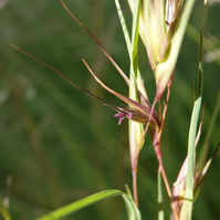 Kangaroo grass