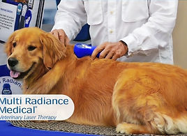 laserdog_edited.jpg