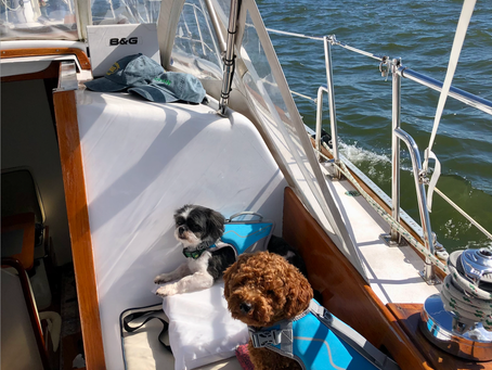 Meet my Grand Dogs, Otis the Shitzu and Milo the Poodle as they Sail Safely South