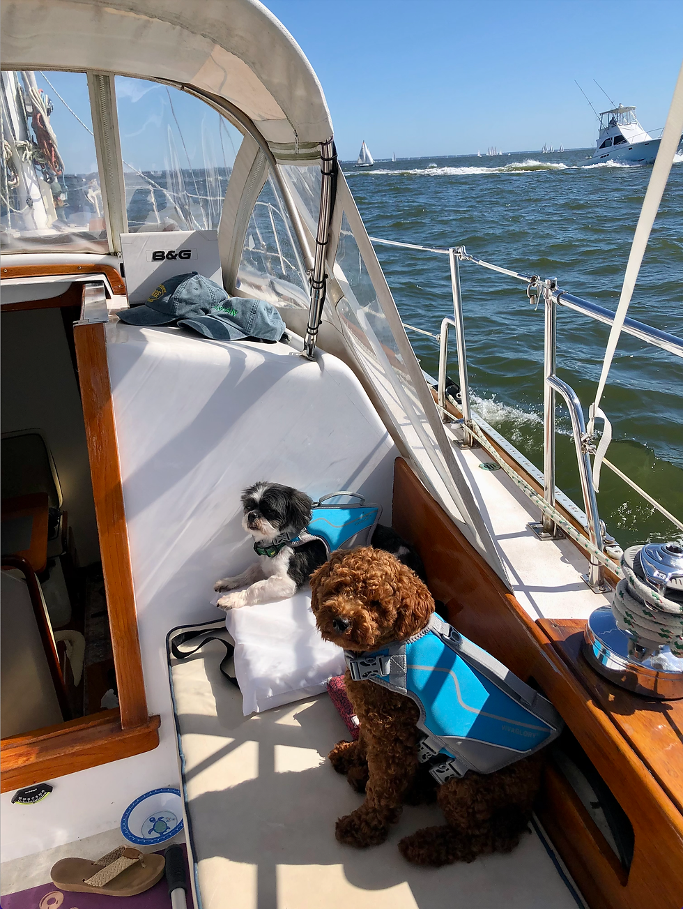 Meet my Grand Dogs, Otis the Shitzu and Milo the Poodle as they Sail Safely South