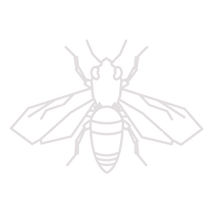urgence destruction nid de frelon Auzits cransac decazeville